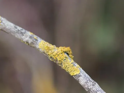 Moss on tree Stock Photos