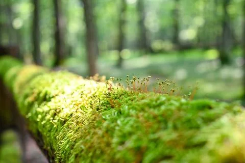 Moss on the tree Stock Photos