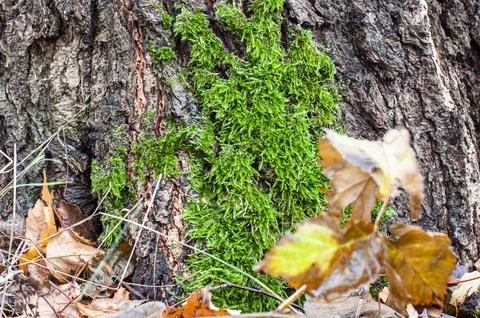 Moss on the tree 스톡 사진