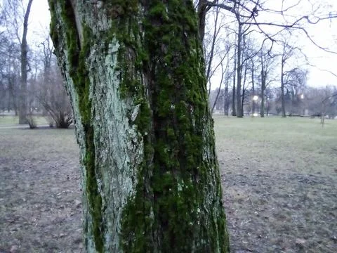 Moss on a tree Stock Photos
