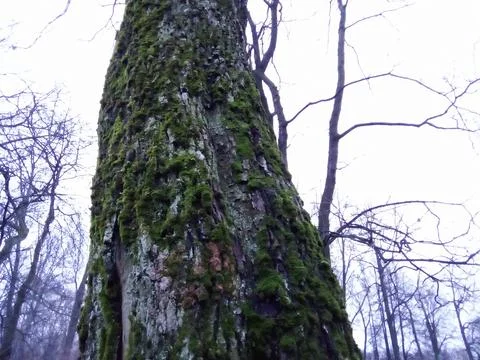 Moss on a tree Foto stock