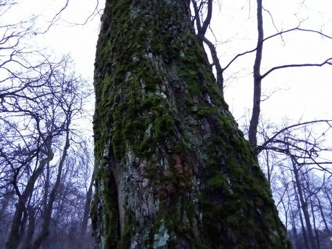 Moss on a tree Stock Photos