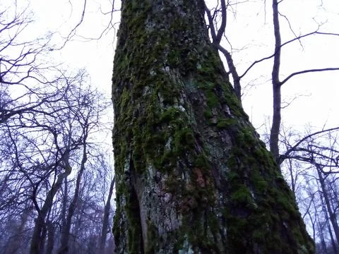 Moss on a tree Stock Photos