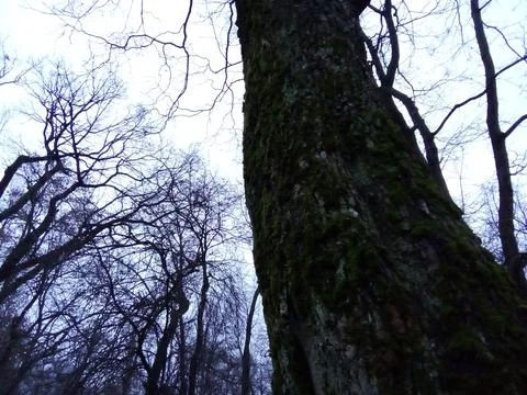 Moss on a tree Foto stock