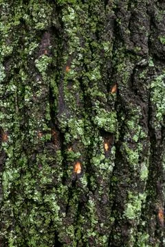 Moss on tree Fotos de archivo