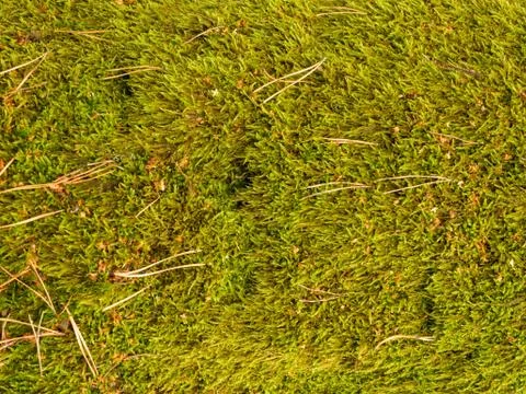 Moss on the tree with pine needles. Stock Photos