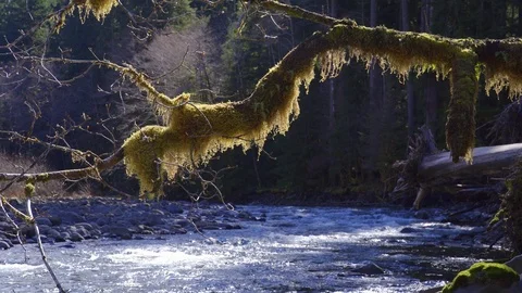Moss on tree with river in background Stock Footage 87311858