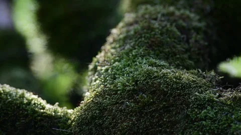 Moss on a tree in a riverside forest Stock Footage 126507090