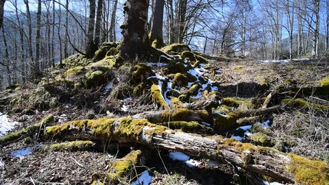Moss on a tree in a riverside forest Stock Footage 127629235