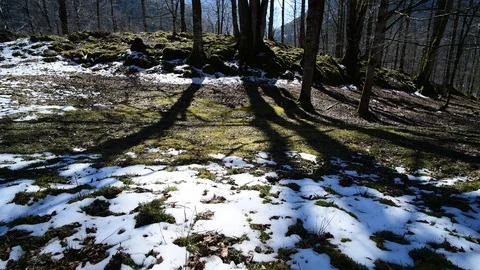 Moss on a tree in a riverside forest 库存影片 127629304