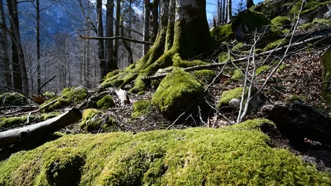 Moss on a tree in a riverside forest Stock Footage 127629458