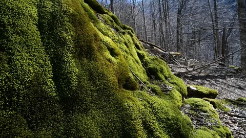Moss on a tree in a riverside forest Stock Footage 127629612