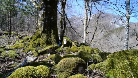 Moss on a tree in a riverside forest Stock Footage 127629744