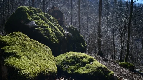 Moss on a tree in a riverside forest 库存影片 127629804