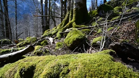 Moss on a tree in a riverside forest Stock Footage 127629817