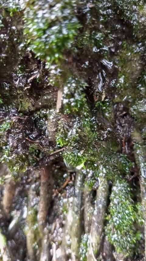 Moss on tree roots Stock Footage 221171048