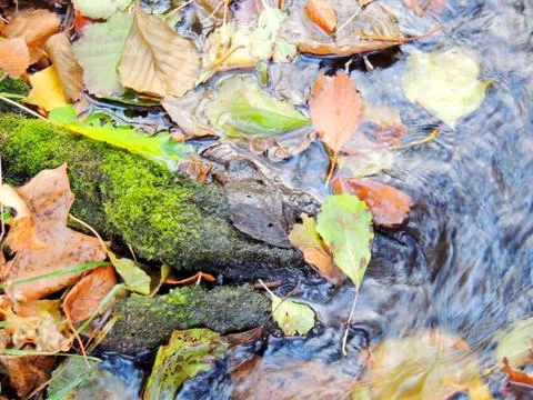 Moss on tree roots Foto stock