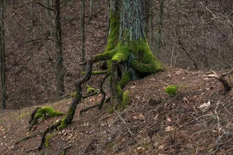 Moss on tree roots Foto stock