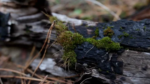 The moss on the tree, slider Stock Footage 51553003