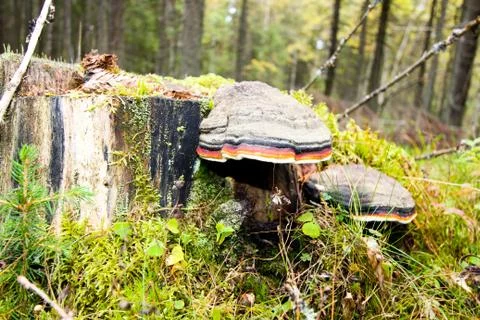 Moss on a tree stump with a mushroom. Stock Photos