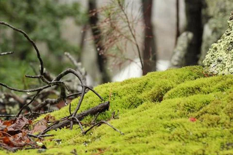 Moss on a tree stump outside Stock Photos