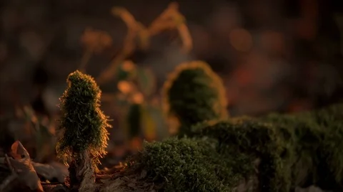 Moss on a tree in the sunset Stock Footage 98035175
