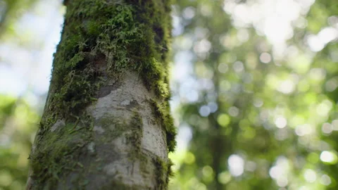 Moss in tree trunk, ancient forest, Australia, QLD, Gondwana, Springbrook Stock Footage 236532997