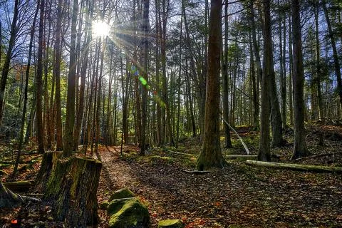 Moss on the tree trunk and rocks with a lens flare in the autumn forest. Stock Photos