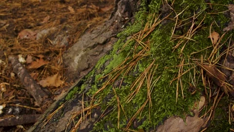 Moss on a tree trunk, autumn, dusky day Stock Footage 254965137