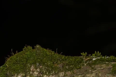 Moss on a tree trunk with black background Stock Photos
