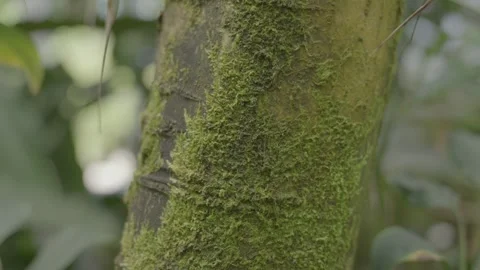 Moss on tree trunk close up Stock-Footage 346793604
