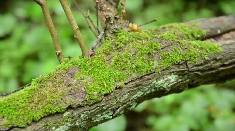 Moss on a Tree Trunk Stock Footage 54144492