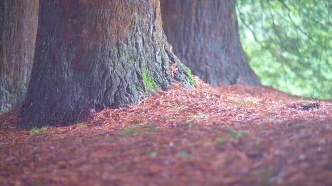 Moss on tree trunk Stock Footage 76103313