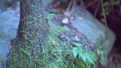 Moss on tree trunk Stock Footage 76139030