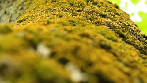 Moss on the tree trunk Stock Footage 90081461