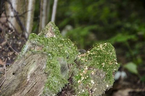 Moss on a tree trunk in the forest, close-up Stock Photos