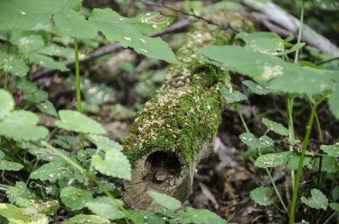 Moss on a tree trunk in the forest, closeup of photo Stock Photos
