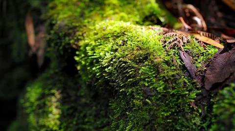 Moss on Tree Trunk in Forest Stock-Fotos