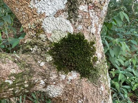 Moss on tree trunk in forest Stock Photos