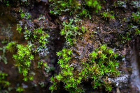 Moss on tree trunk, macro close up shot, on a wet cloudy day. Stock Photos