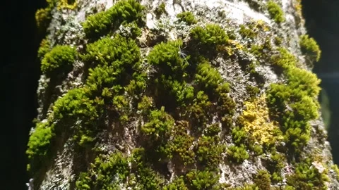 Moss on a tree trunk. Mossy lichen on tree bark,ecology,nature. Stock Footage 270476381
