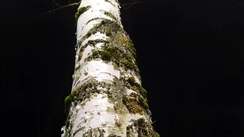 Moss on a tree trunk. Mossy lichen on tree bark.Tree in the woods at night Stock Footage 270476437