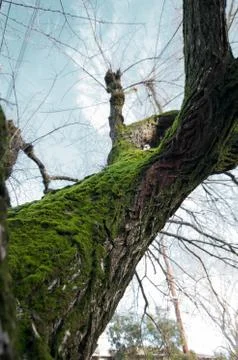 Moss on a tree trunk Stock Photos