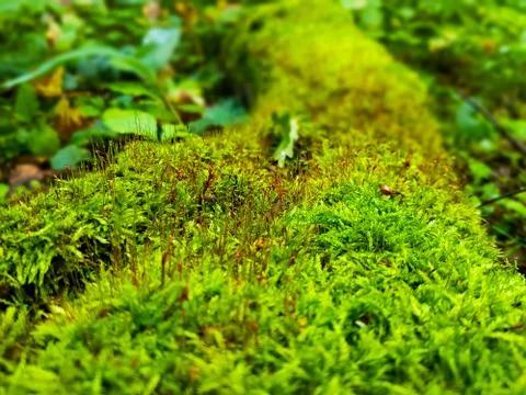 Moss on the tree trunk Stock Photos