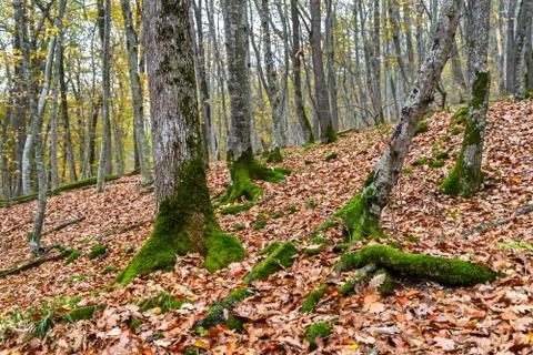 	The moss on the tree trunk Stock Photos