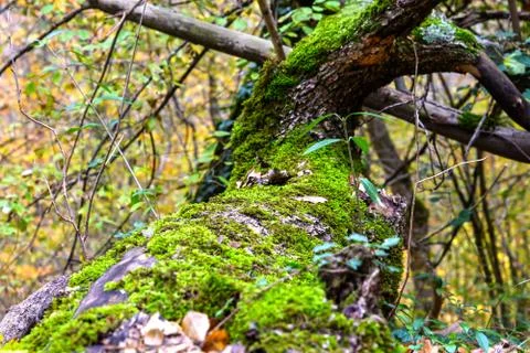 	The moss on the tree trunk Foto stock