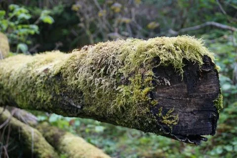 Moss on Tree Trunk Photos