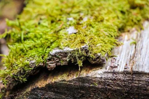 Moss on Tree Trunk 写真素材