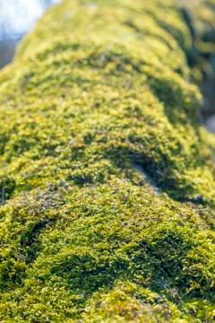 Moss on a tree trunk Foto stock