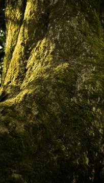 Moss on a tree trunk Stock Photos